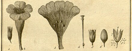 Salpiglossis: чашечка, венчик, тычинки, пестик, плод, семена…