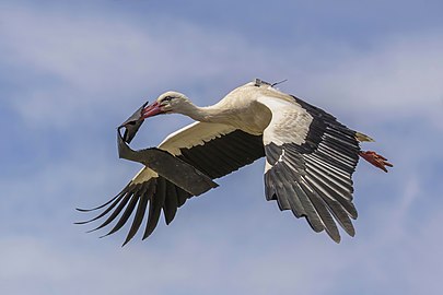 bird with transmitter carrying plastic to nest