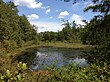 "Cranberry Bog in the middle of Brendan T. Byrne State Forest