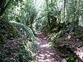 Un sentier forestier dans le bois