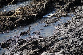 Mud in Marki, Poland