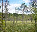 Golfkentän läheisyydessä sijaitsee rämevaltainen Muolaansuo.