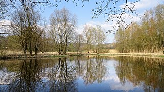 Der neuangelegte Weiher.