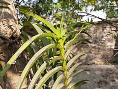 New buds of Vanda tessellata.jpg