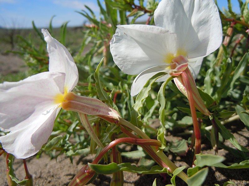 File:Oenothera pallida (6228314271).jpg