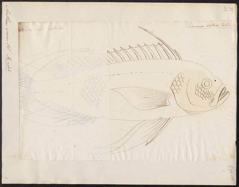 File:Anthias sacer - - Print - Iconographia Zoologica - Special Collections University of Amsterdam - UBA01 IZ12900138.tif