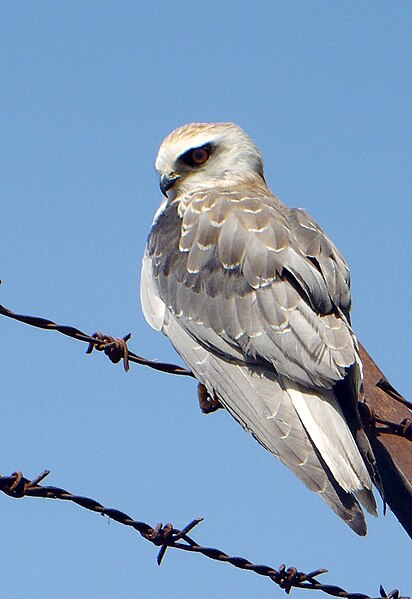 File:Black-winged kite.jpg