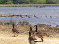 Canada geese at Abbotsbury, England