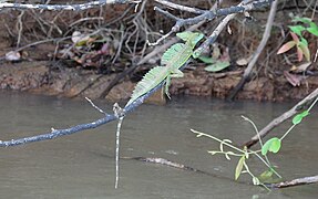 Common basilisk