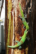 Phelsuma laticauda subsp. laticauda (Gold Dust Day Gecko)