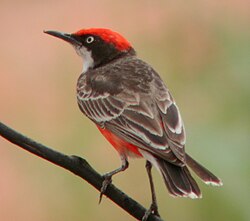 Punataskumaluri (Epthianura tricolor)