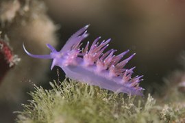 Flabellina (Flabellina affinis), yon nudibranch eyol