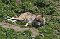 * Nomination: Wolf resting in the sun at Juraparc on 06/07/2013 --Pleclown 11:52, 8 August 2013 (UTC) * * Review needed