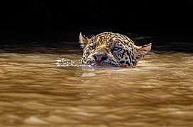 Jaguar in the Water (29473216917).jpg