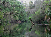 Kayaking on the Hillsborough River