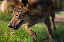 Loup ibérique du parc zoologique de Paris.