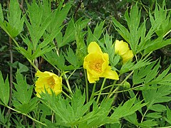 Paeonia ludlowii