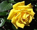 Floribunda