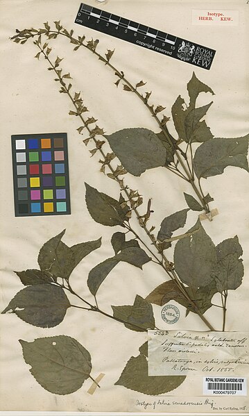 File:Salvia ecuadorensis.jpg