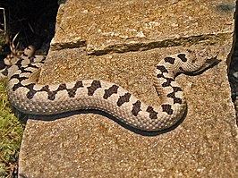 Vipera transcaucasiana