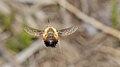 Gefleckter Wollschweber (Bombylius discolor) im Flug