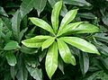 Leaves