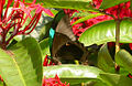 Papilio buddha (Malabar Banded Peacock)