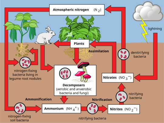 Diagram of nitrogen cycle above and below ground. Atmospheric nitrogen goes to nitrogen-fixing bacteria in legumes and the soil, then ammonium, then nitrifying bacteria into nitrites then nitrates (which is also produced by lightning), then back to the atmosphere or assimilated by plants, then animals. Nitrogen in animals and plants become ammonium through decomposers (bacteria and fungi).