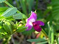 probably Vicia sativa