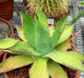 Agave guadalajarana