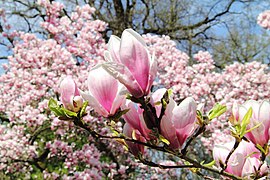 Aschaffenburg Magnolienhain 2017-03-31b.jpg