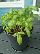 Basil plant in a pot 03.jpg