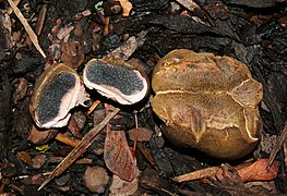 Scleroderma verrucosum (Sclerodermataceae).