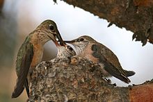 Hummingbird perched on edge of tiny nest places food into mouth of one of two chicks