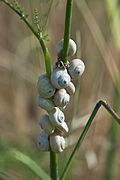 Escargot des dunes