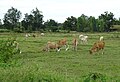 Vaches et oiseaux