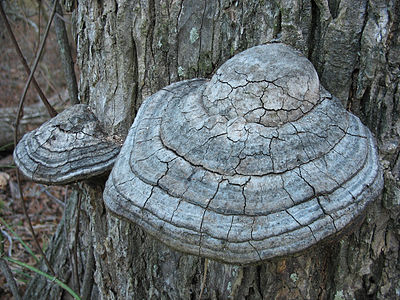 Fomes fomentarius (Tinder Fungus)