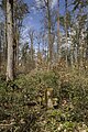 * Nomination Stone cross in the forest between Mühlendorf and Gaustadt near Bischberg --Plozessor 03:05, 16 October 2024 (UTC) * Promotion  Support Good quality. --XRay 04:24, 16 October 2024 (UTC)