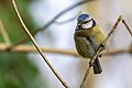 * Nomination An Eurasian blue tit (Cyanistes caeruleus) in Franconville, France. --Alexis Lours 11:19, 1 January 2024 (UTC) * Promotion Good quality. --Bgag 15:42, 1 January 2024 (UTC)