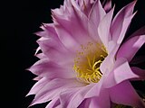 Квіти кактуса Echinopsis oxygona