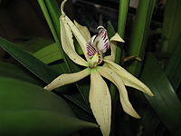 Prosthechea baculus