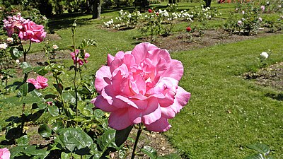 'Eden Rose', Meilland 1950 'Peace' × 'Signora'