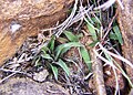 Haworthia floribunda has relatively few dark, slender, twisted leaves with rounded ends.