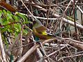 Oriental greenfinch