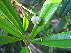 Tribus Adelieae: Leucocroton havanensis