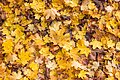 * Nomination Fallen leaves at the carpark on Paulaweg, Pörtschach, Carinthia, Austria --Johann Jaritz 01:55, 23 October 2024 (UTC) * Promotion  Support Good quality. --Plozessor 03:23, 23 October 2024 (UTC)