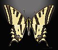   Papilio alexanor (Southern Swallowtail)