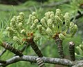 イヌカラマツ属の雄花