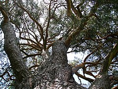 Looking up in the branch structure