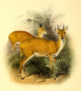 Four-horned antelope